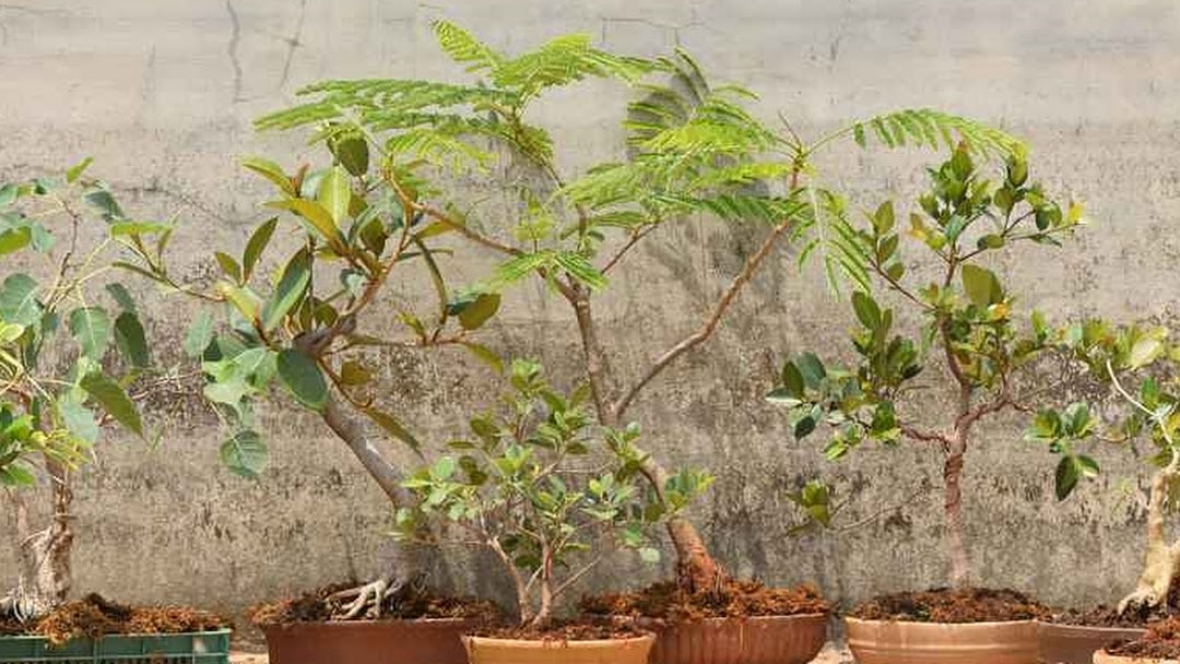 7 Must Have Bonsai Plants for Bangaloreans